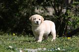LABRADOR 1059